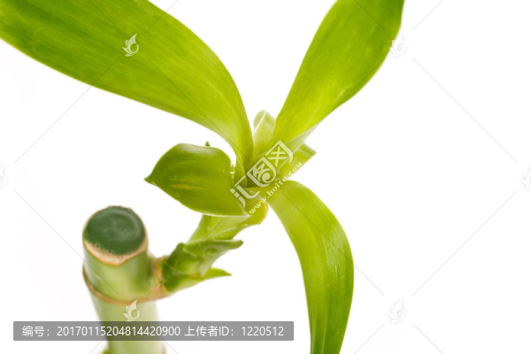 幸運(yùn)竹