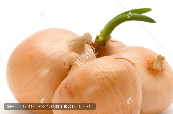 燈泡洋蔥