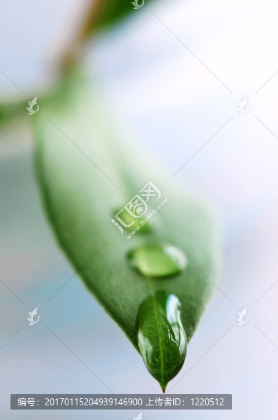 帶水滴的綠葉