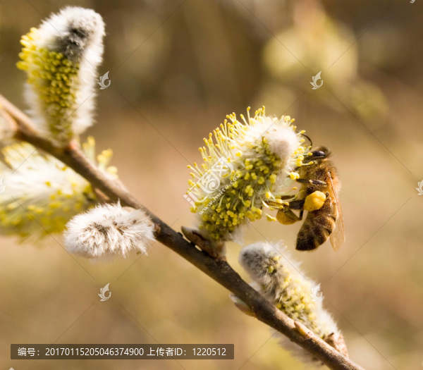 工作的蜜蜂-匯圖網(wǎng) www.fosd68.com 工作的蜜蜂