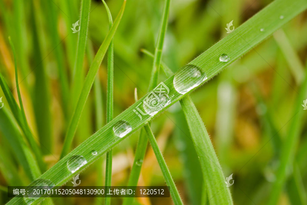 水滴在草地上