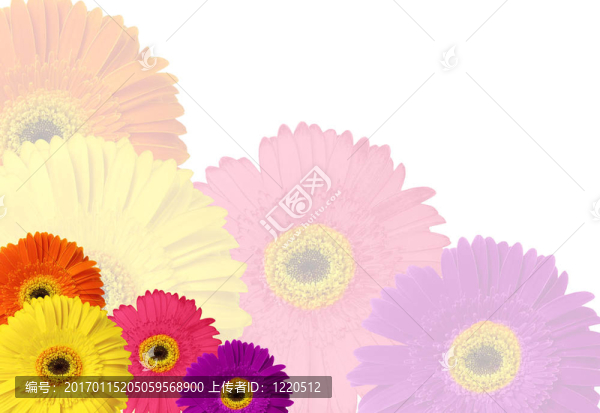 Colorful,Gerber,Daisy固定