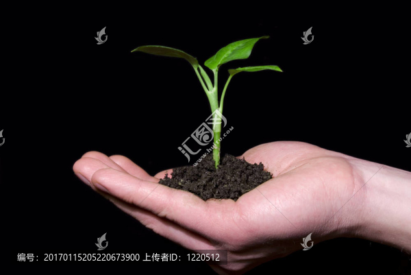 手里拿著樹苗