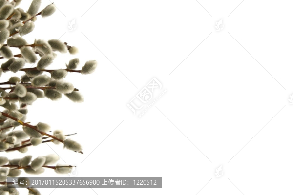 柳絮