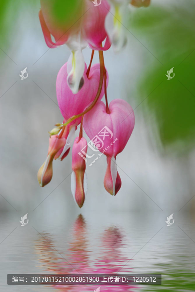 粉色的荷包牡丹