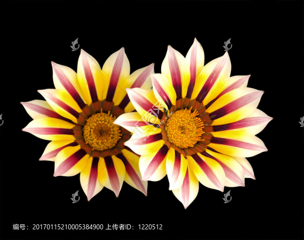 勛章菊-匯圖網(wǎng) www.fosd68.com 勛章菊