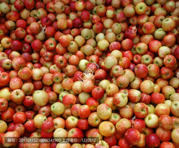新西蘭蘋果-匯圖網(wǎng) www.fosd68.com 新西蘭蘋果