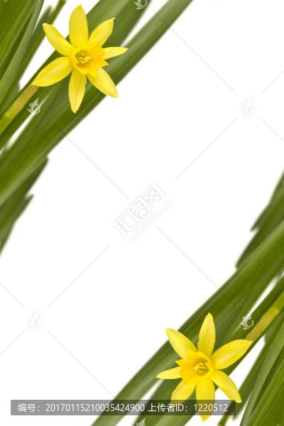 daffodiles