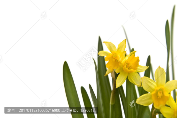 daffodiles