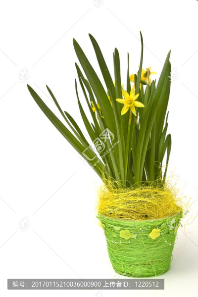 daffodiles