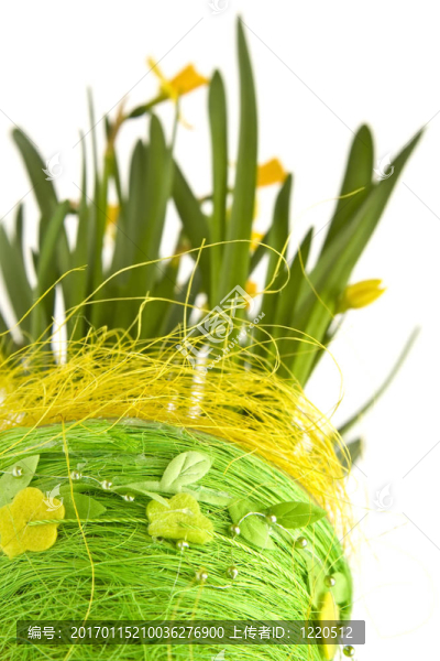 daffodiles