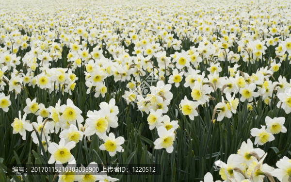 白水仙