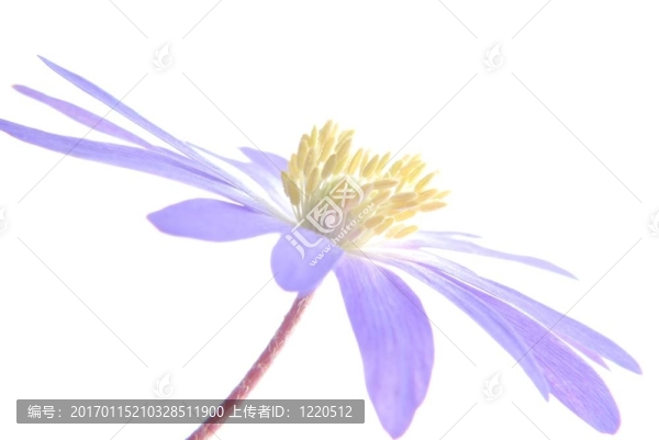 藍色的海葵