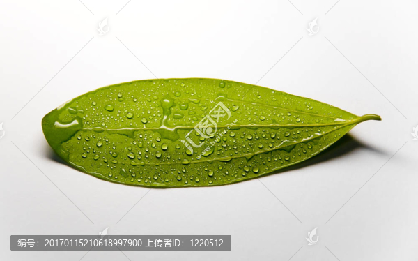 帶水滴的新鮮綠葉