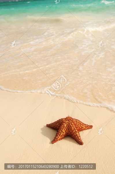 海星和海洋波