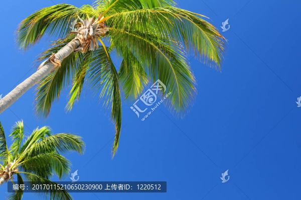 藍(lán)天上的棕櫚樹