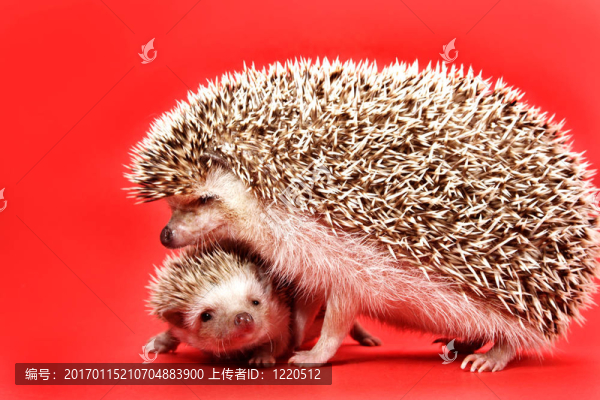 母親和嬰兒刺猬