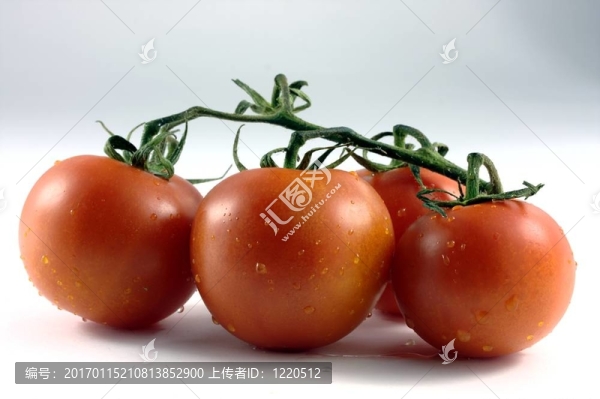 西紅柿