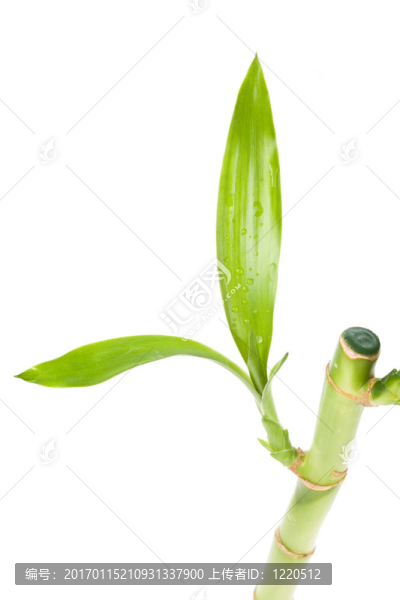 幸運(yùn)竹
