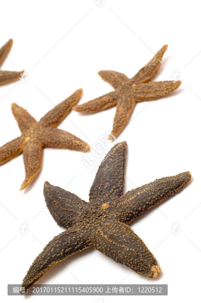 海星特寫