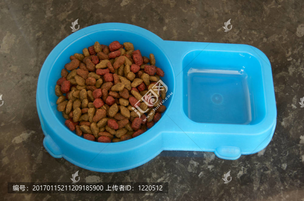 貓的食物