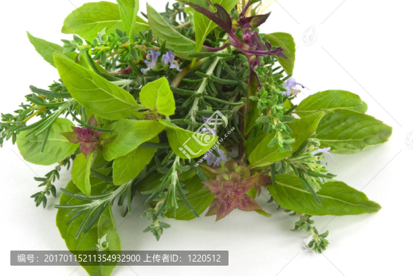 草本植物