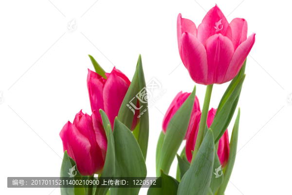 郁金香