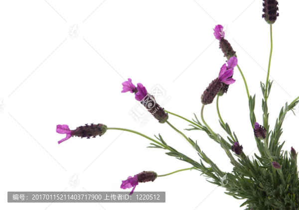 沙漠的薰衣草