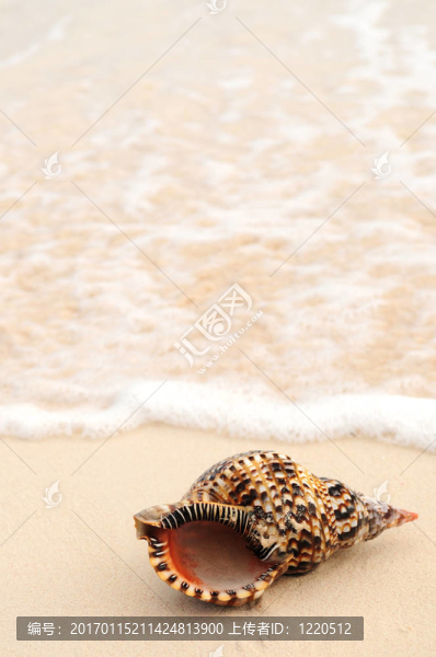 貝殼和海浪
