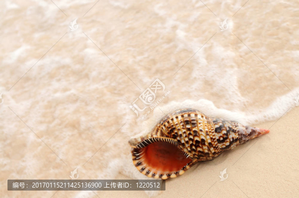 貝殼和海浪