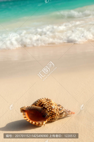 貝殼和海浪