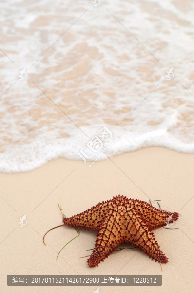 海星和海洋波