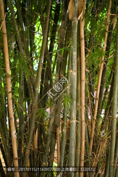 竹林