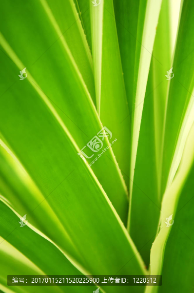 熱帶樹葉