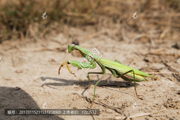 螳螂