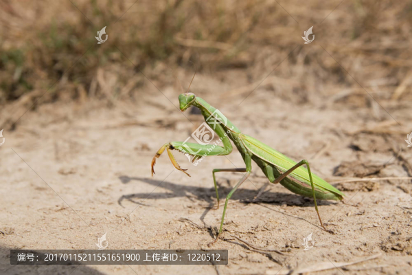 螳螂