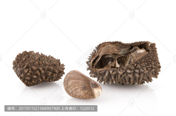 象牙棕櫚樹
