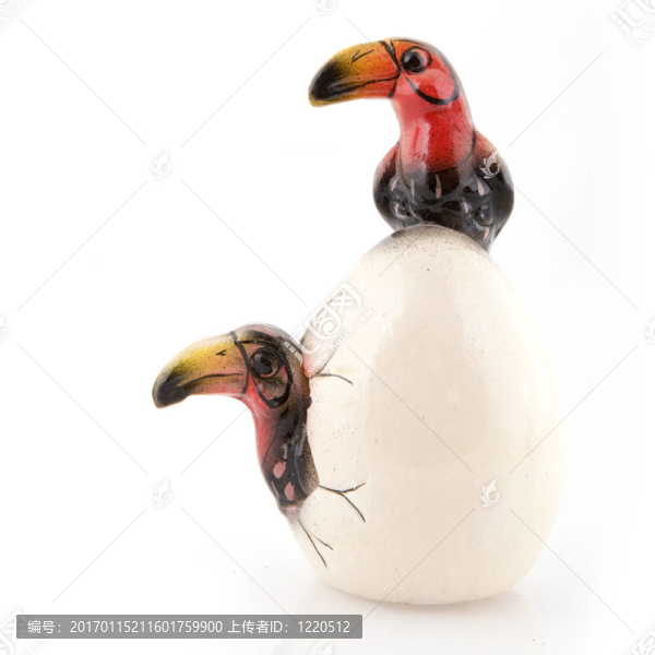 黑色和紅色的鳥