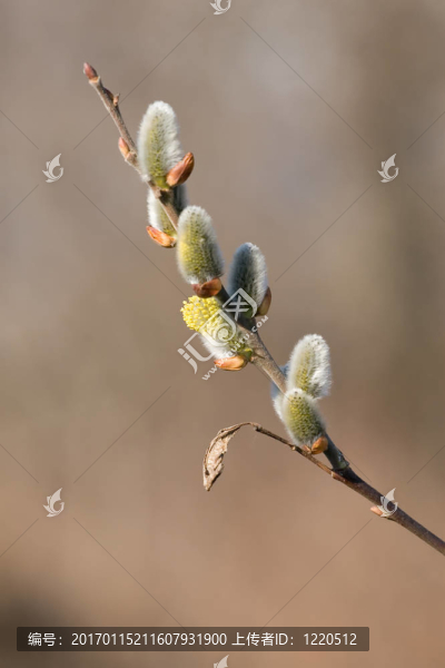 春枝