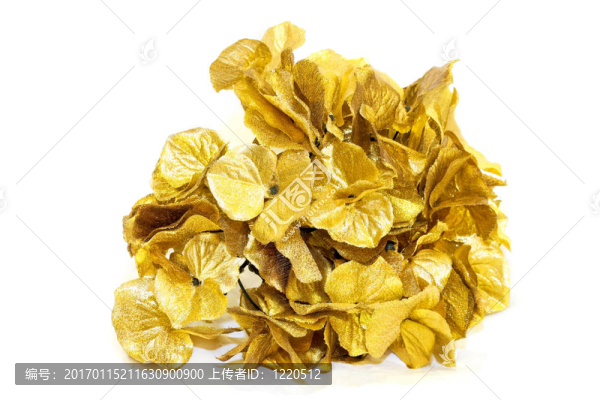金葉子