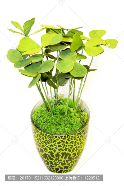綠色植物