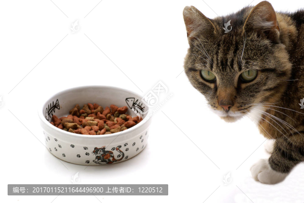 孤立的貓。