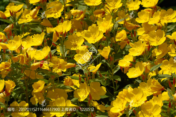 黃色的花