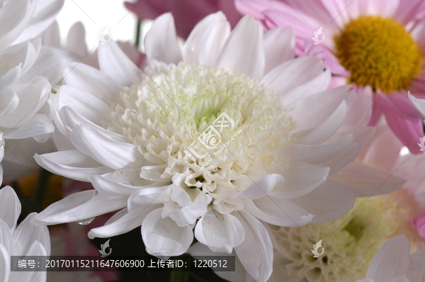 白菊花