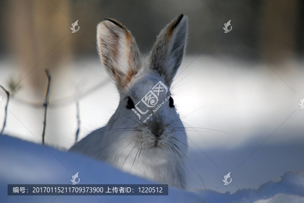 雪靴野兔