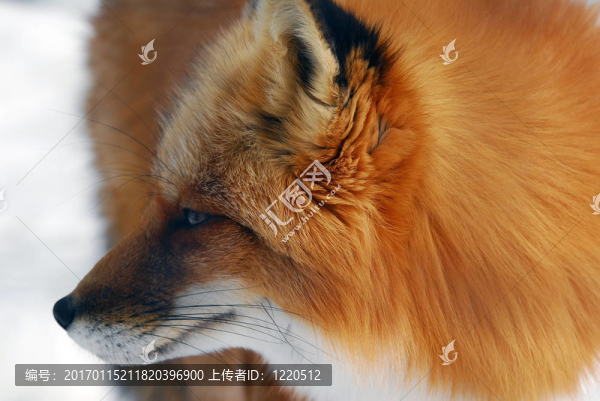紅狐貍