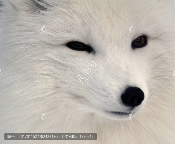 北極狐