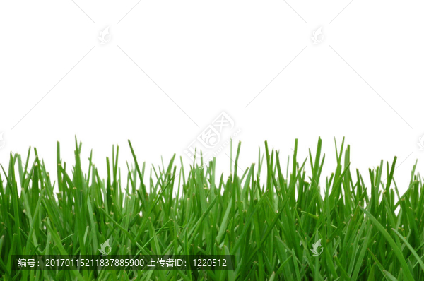 草地背景