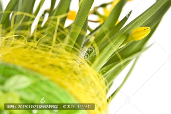daffodiles