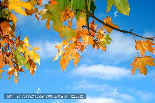 多彩的秋葉-匯圖網(wǎng) www.fosd68.com 多彩的秋葉
